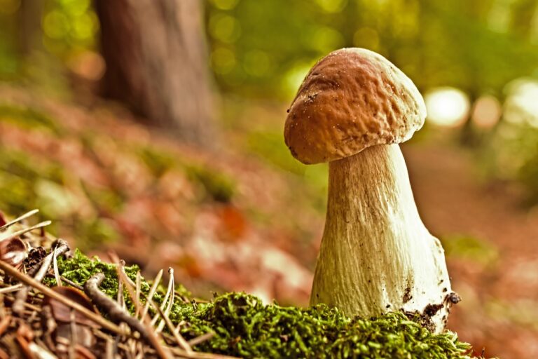 What Do Most forest mushroom coffee Buyers Get Wrong? The 2026 Expert Buying Guide
