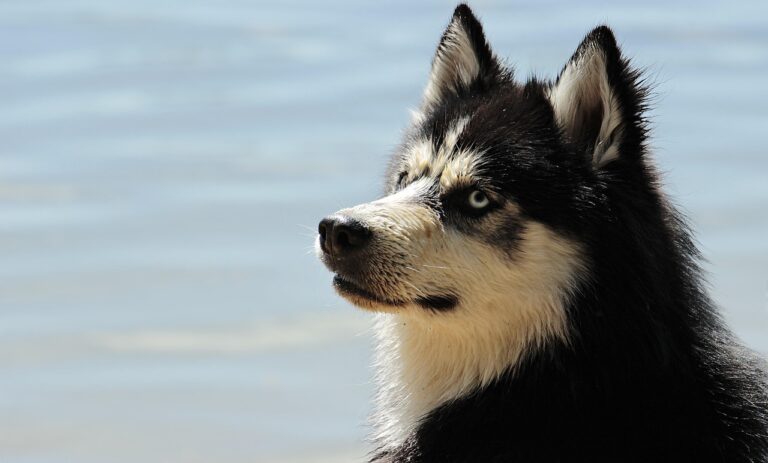 What Do Most Frontline Plus For Dogs Buyers Get Wrong? The 2026 Expert Buying Guide