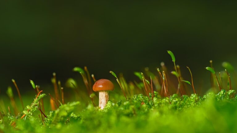 What Do Most half caf mushroom coffee Buyers Get Wrong? The 2026 Expert Buying Guide