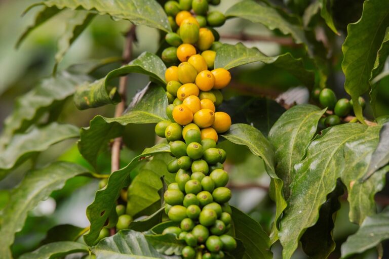 What Do Most mushroom coffee variety pack Buyers Get Wrong? The 2026 Expert Buying Guide