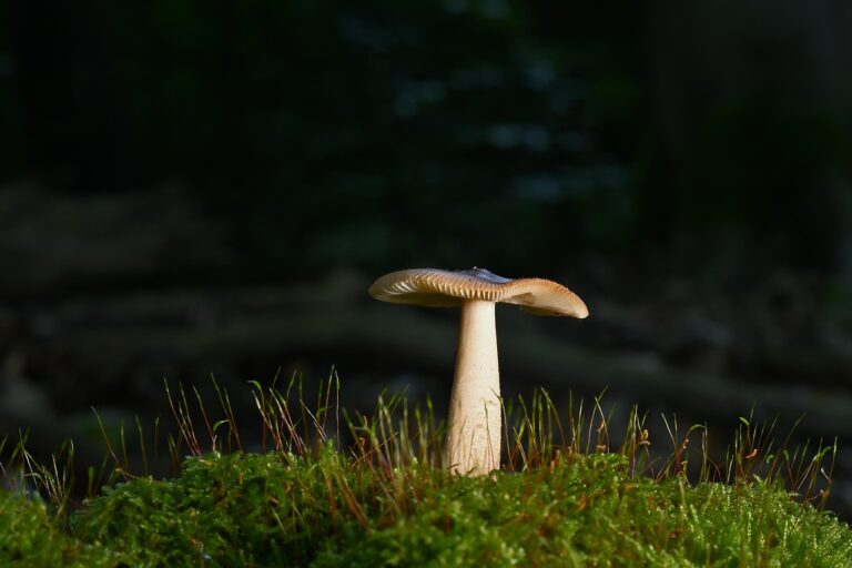 What Do Most mushroom coffee with ashwagandha Buyers Get Wrong? The 2026 Expert Buying Guide