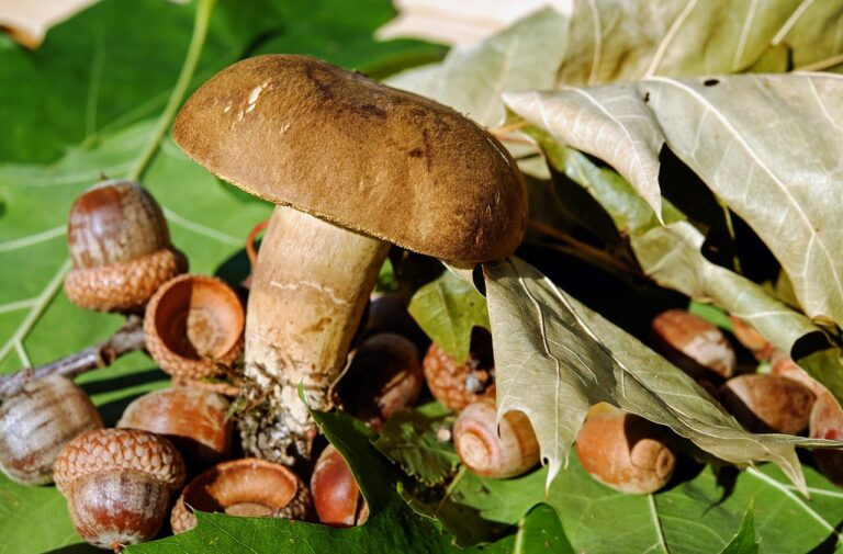 What Do Most natural mushroom coffee Buyers Get Wrong? The 2026 Expert Buying Guide