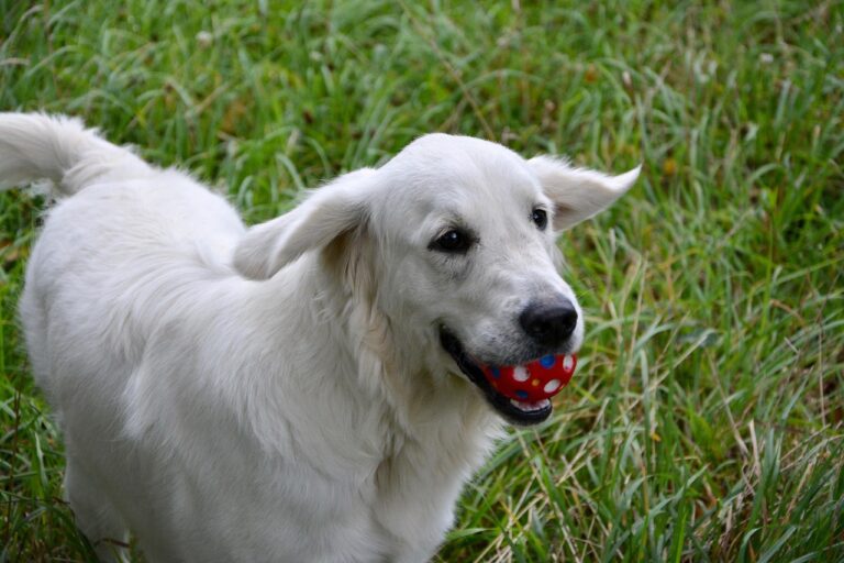 What Do Most Purina Pro Plan Dog Food Buyers Get Wrong? The 2026 Expert Buying Guide