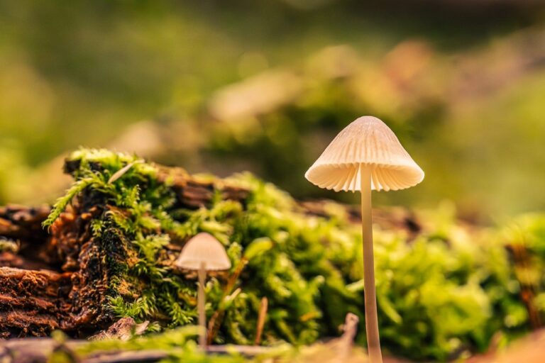 What Do Most single serve mushroom coffee Buyers Get Wrong? The 2026 Expert Buying Guide