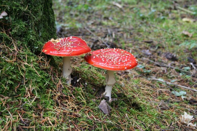 What Do Most wild mushroom coffee Buyers Get Wrong? The 2026 Expert Buying Guide
