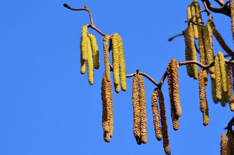 What Is the Best allergy medicine in 2026? 3 Products Tested and Compared