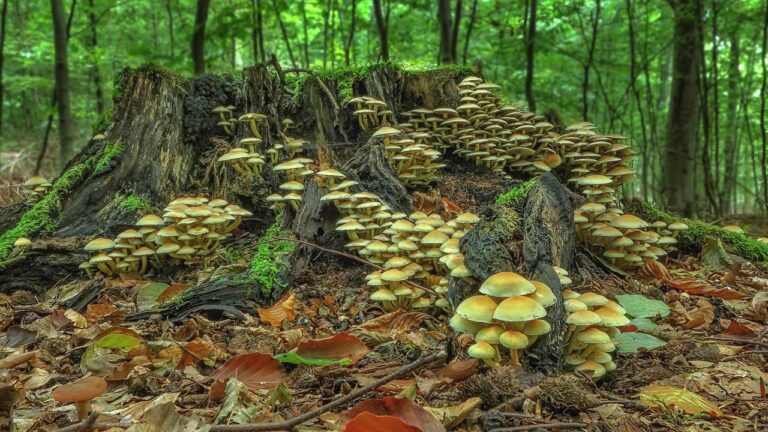 What Is the Best instant mushroom coffee in 2026? 3 Products Tested and Compared