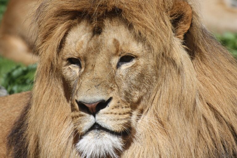 What Is the Best lions mane and chaga coffee in 2026? 3 Products Tested and Compared