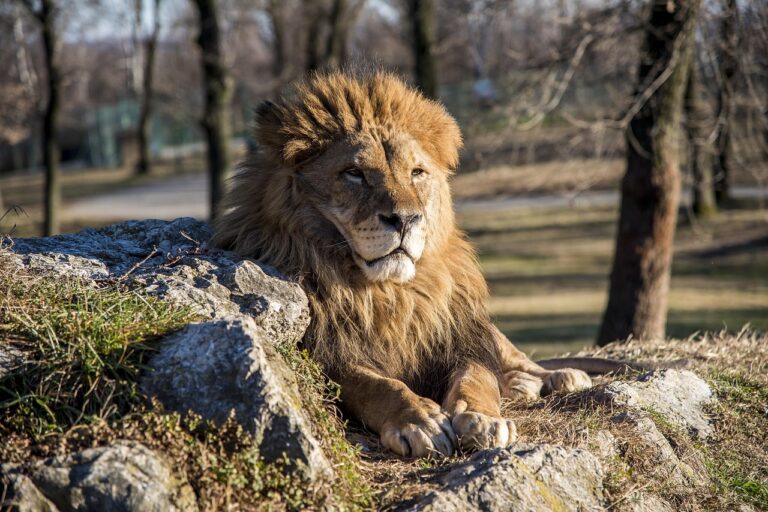 What Is the Best lions mane coffee in 2026? 3 Products Tested and Compared