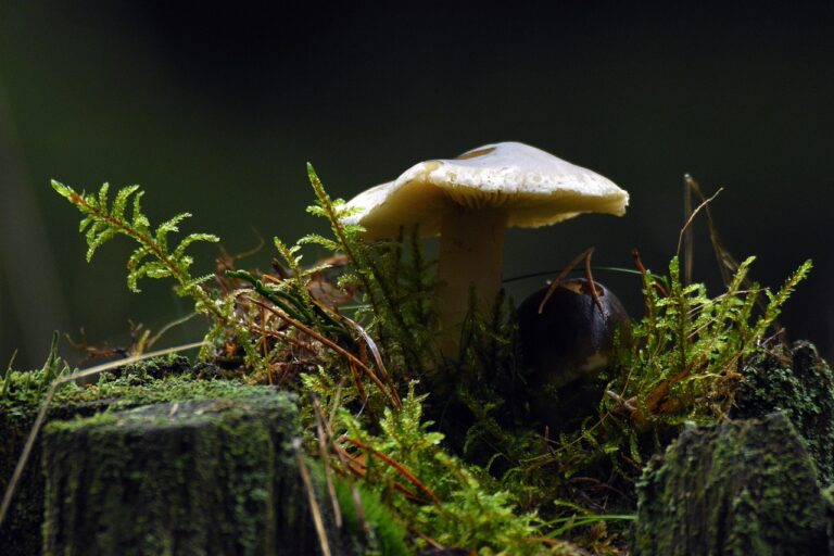 What Is the Best mushroom coffee concentrate in 2026? 3 Products Tested and Compared