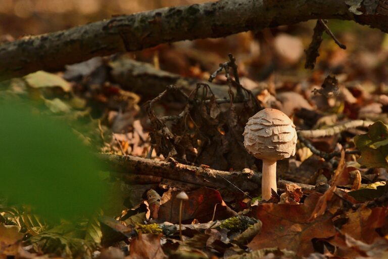 What Is the Best mushroom coffee for anxiety in 2026? 3 Products Tested and Compared