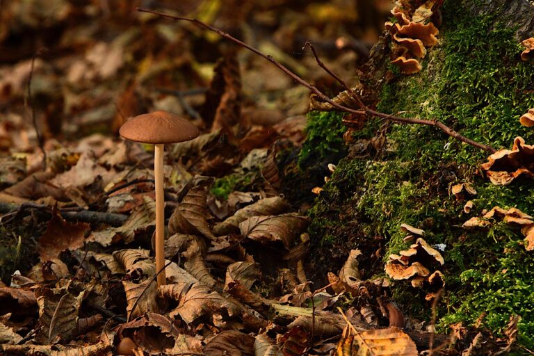What Is the Best mushroom coffee in 2026? 3 Products Tested and Compared
