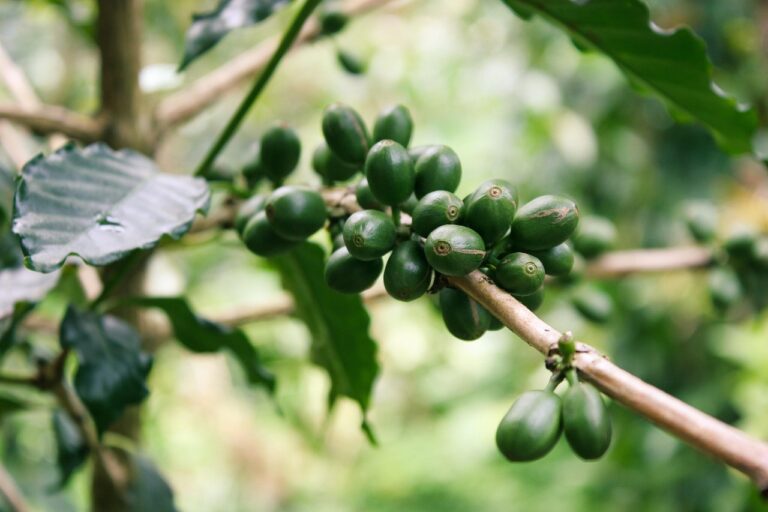 What Is the Best mushroom coffee organic in 2026? 3 Products Tested and Compared
