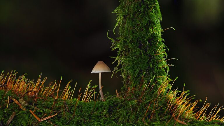 What Is the Best sugar free mushroom coffee in 2026? 3 Products Tested and Compared