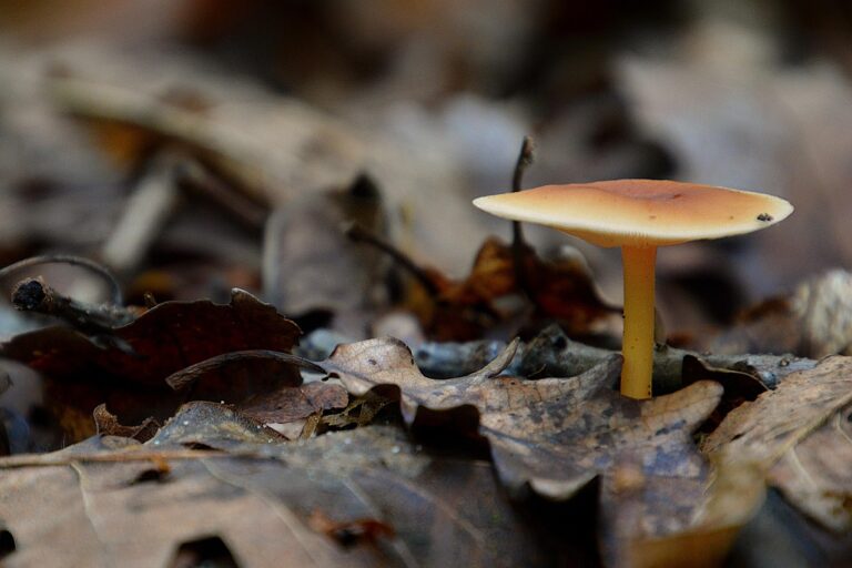 What Is the Best unsweetened mushroom coffee in 2026? 3 Products Tested and Compared