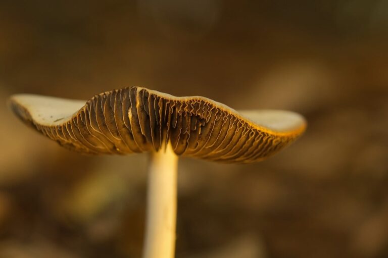What Is the Best vegan mushroom coffee in 2026? 3 Products Tested and Compared
